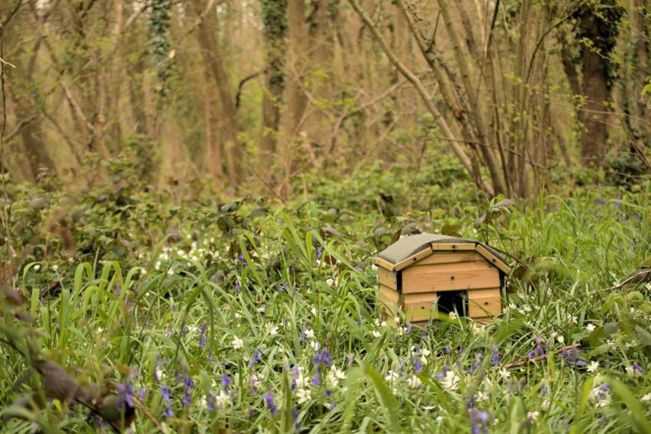 Magical Forest Yurt Sturry Exterior foto